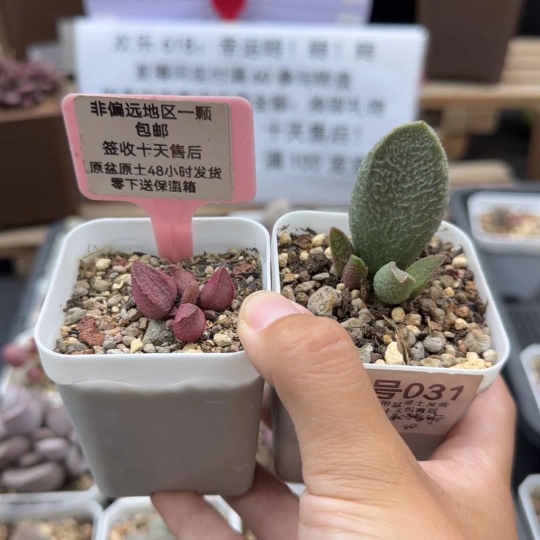 031粉红小猪绿猪肝多肉