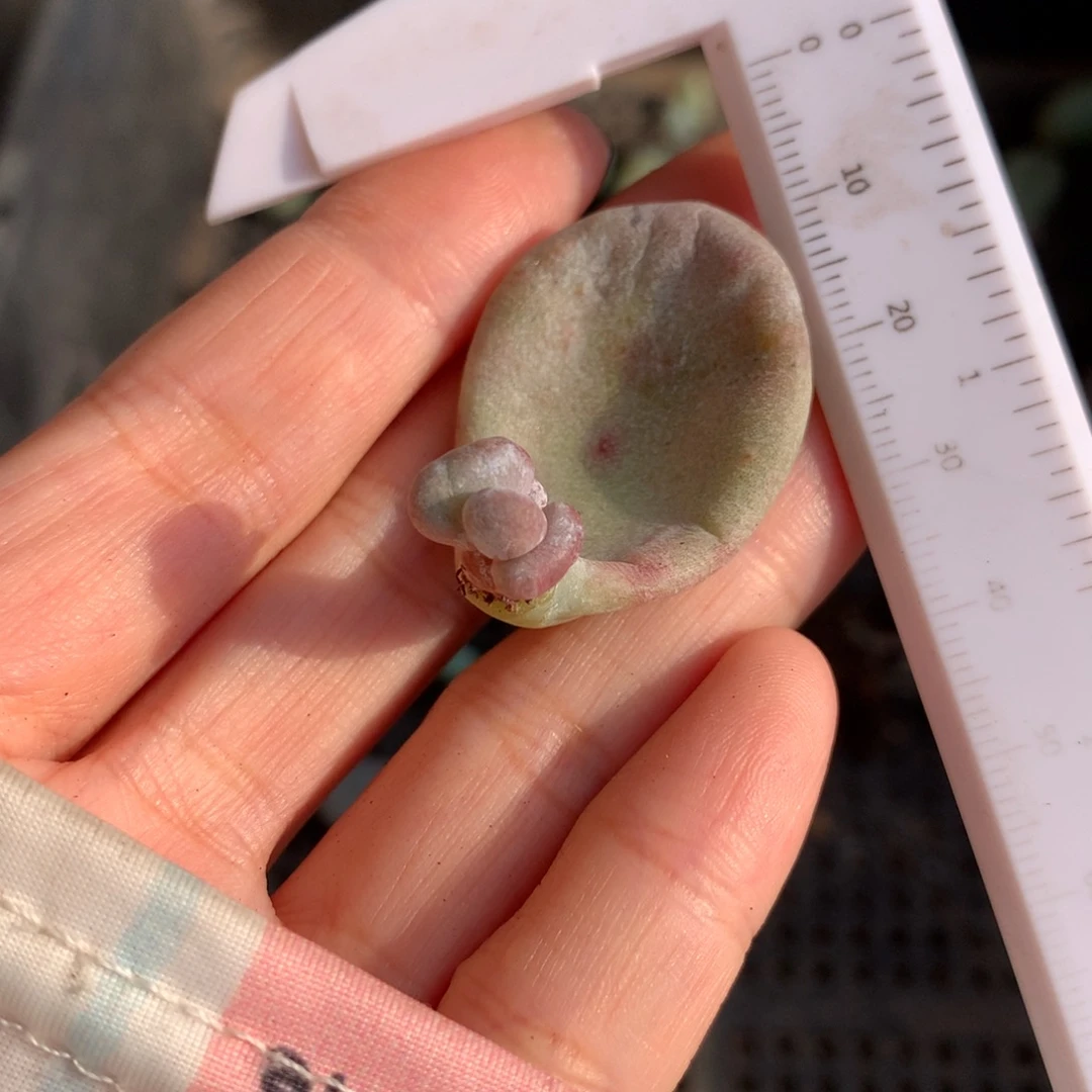 有连麦了哈哈哈哈