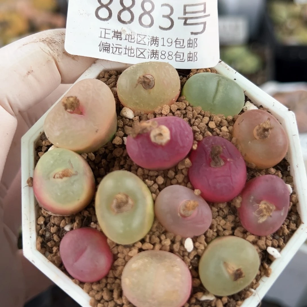 好养易活生石花大母本8883