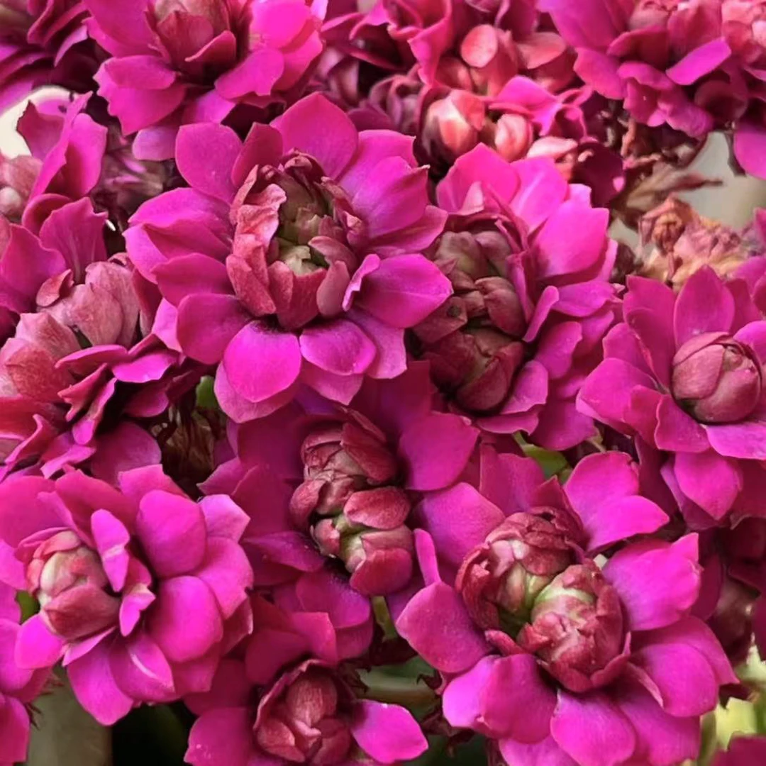 【小魔女】80盆 紫色 新品长寿花