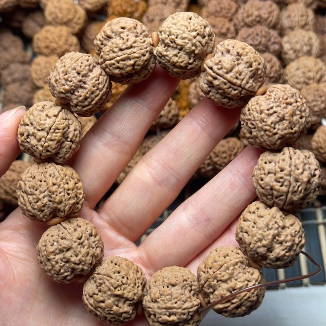 菩提1号金刚菩提安娜梅花蜂王21+