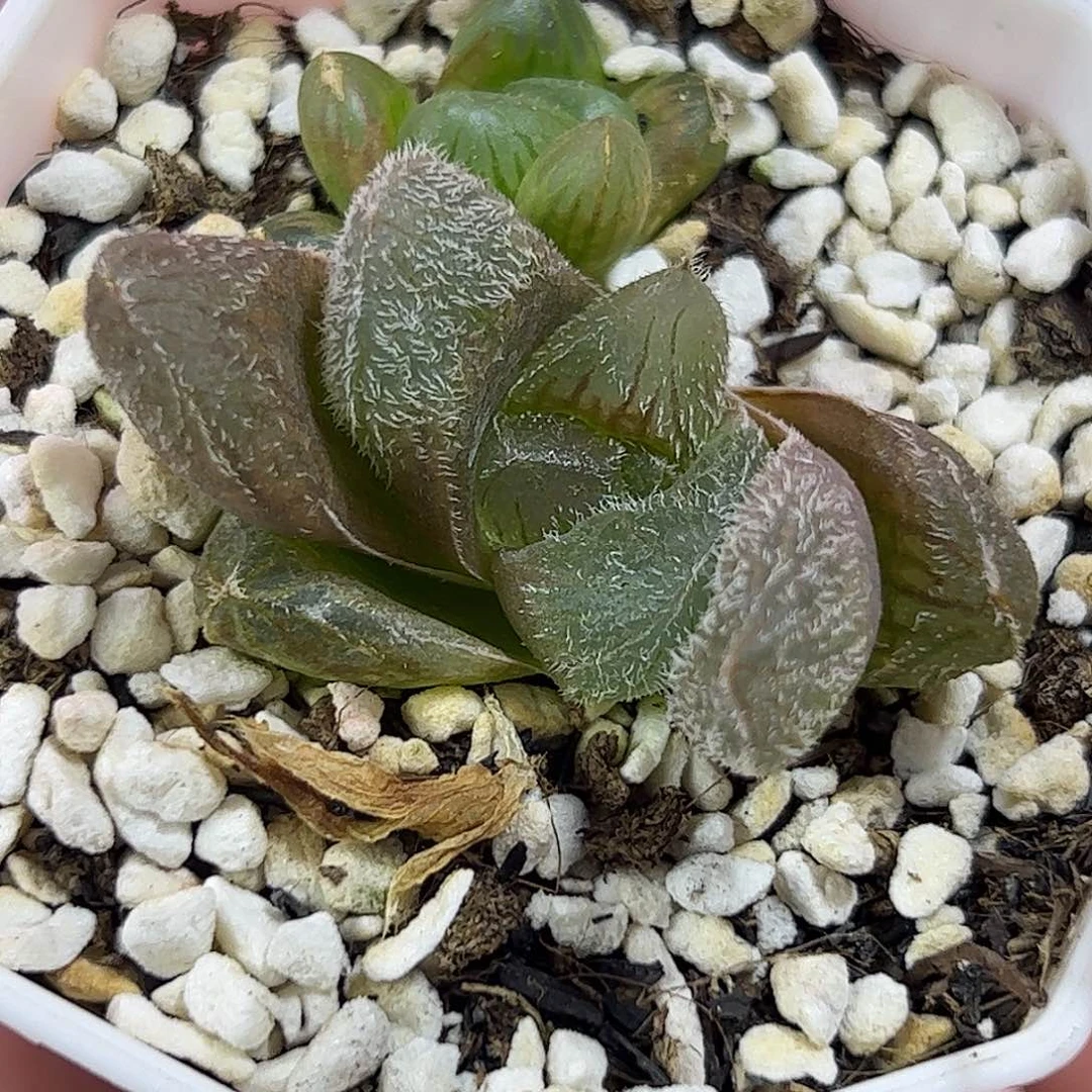 梦露巨大化十二卷多肉植物