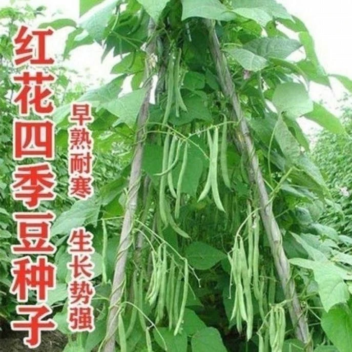 红花四季豆种子无筋豆角种子架豆芸豆种子农家春秋季播蔬菜种