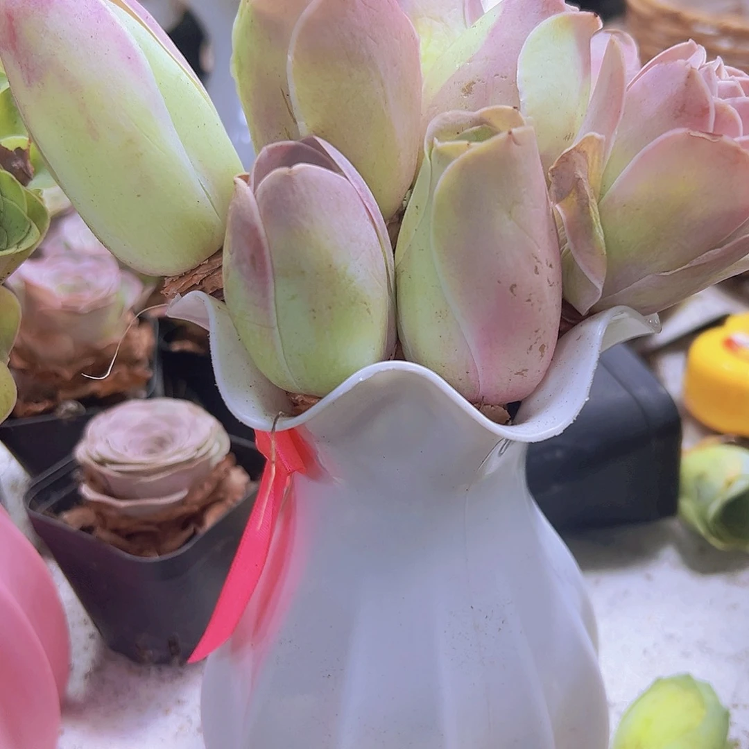 老桩粉耶罗10个送白花瓶
