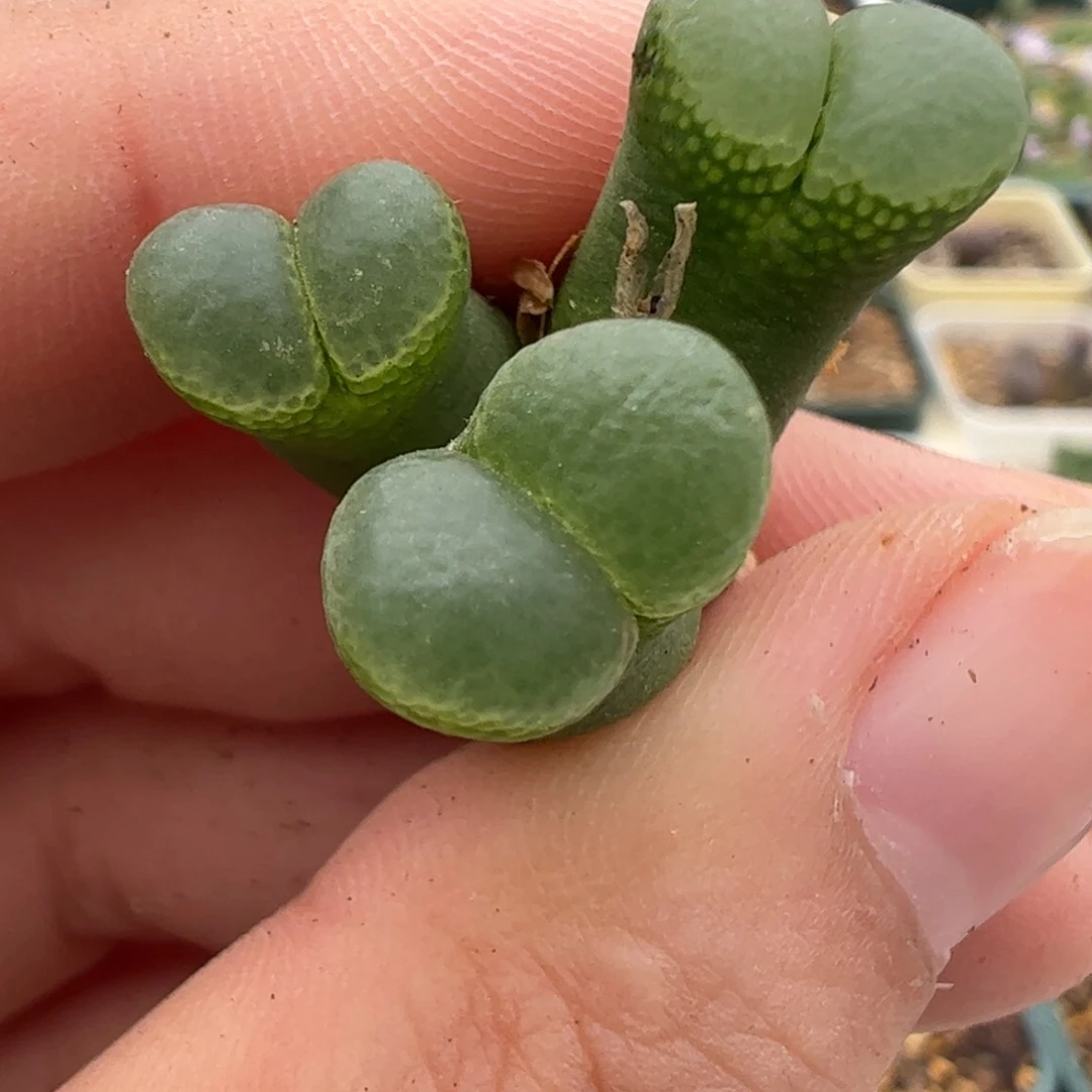 654 好看的多肉冲冲冲