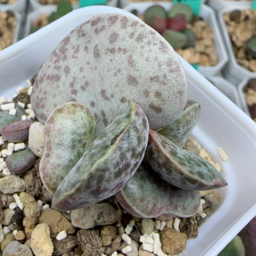 奶牛斑花旦老桩，双头，带盆发货