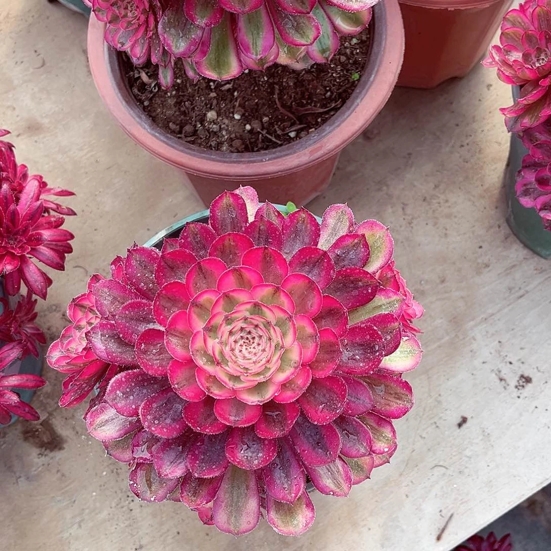 法师多肉植物f s