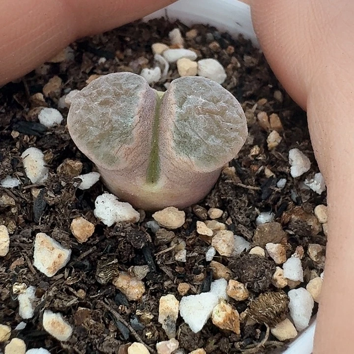 磁铁老马生石花858