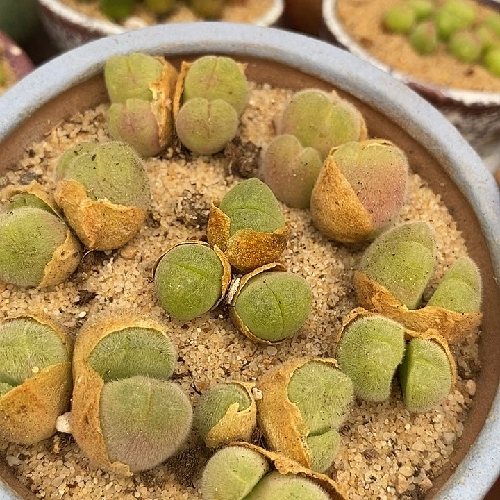 毛翠滴母本一颗   三头起