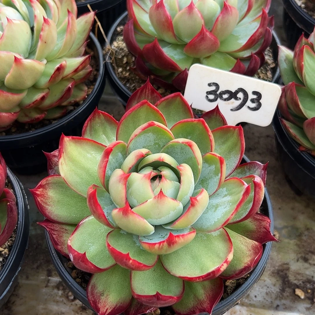 惊鸿仙子一物一拍3093号