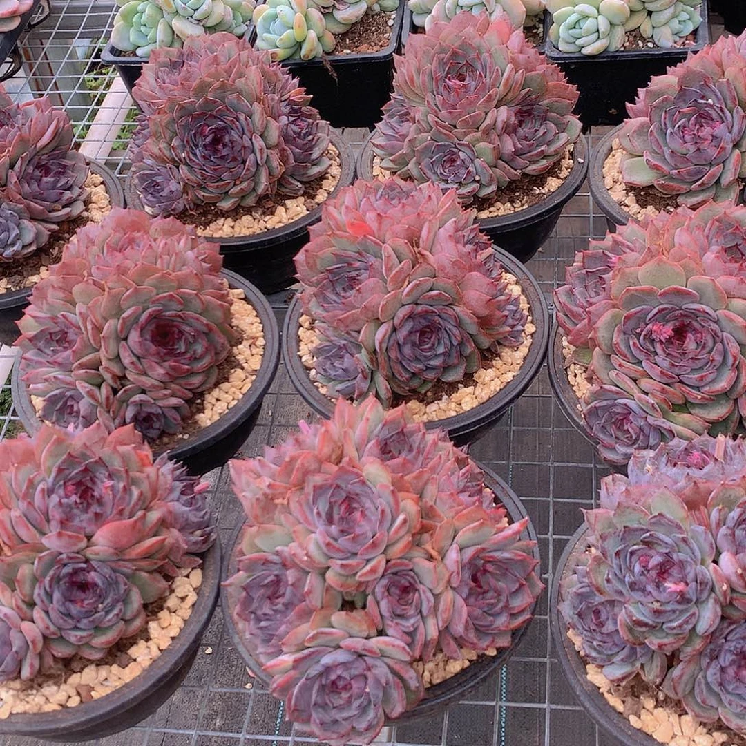 海兰之星345678999000000