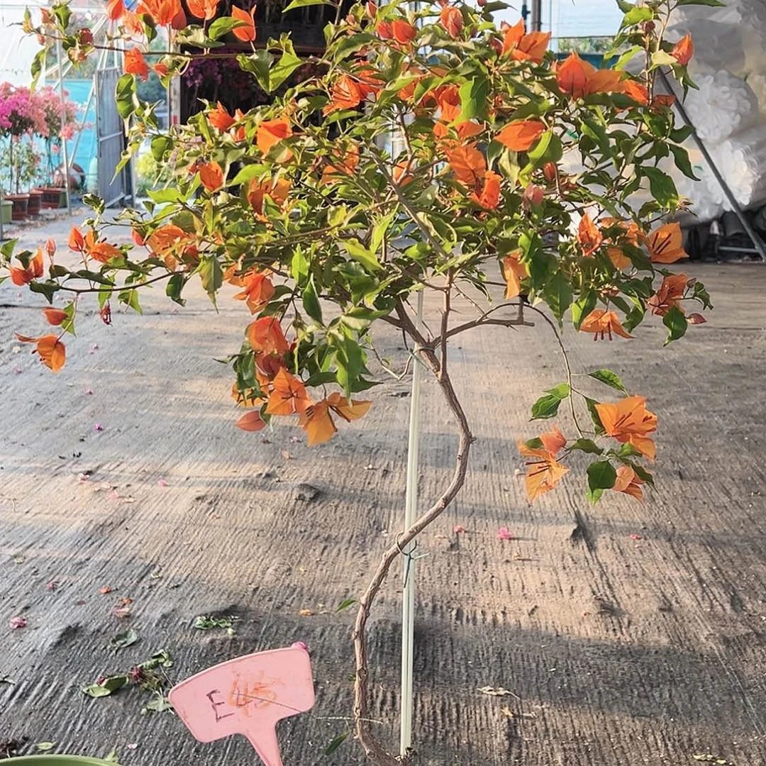 格****大部分花苞少量开放E45橙桑巴