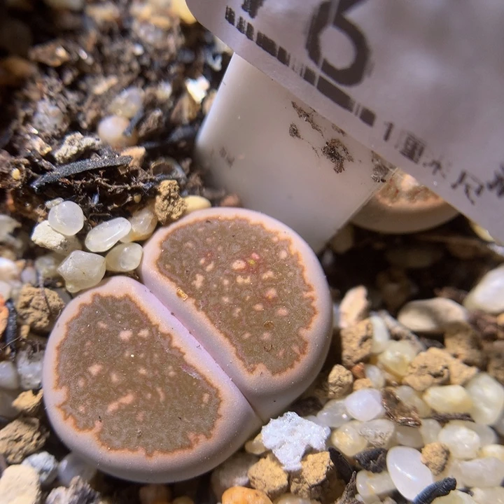 精品生石花36.76晕染菊