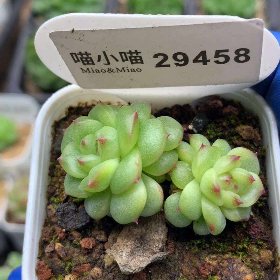 多肉植物杂交珍妮