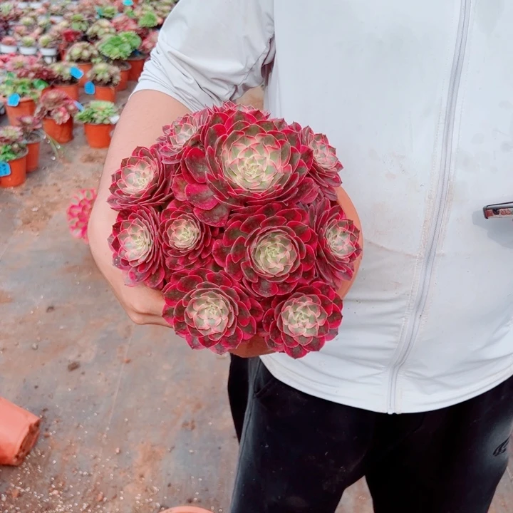 大颗赤子心多肉法师