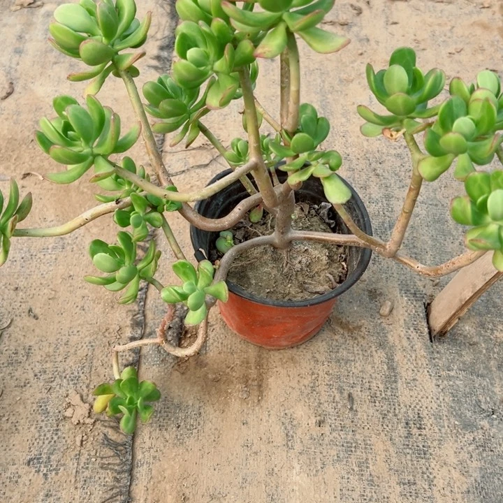 303达摩宝珠多肉植物