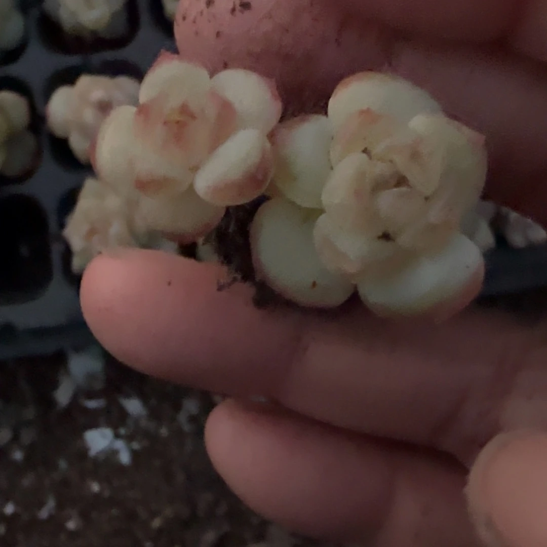 多肉小卡拉米糖心一物一拍