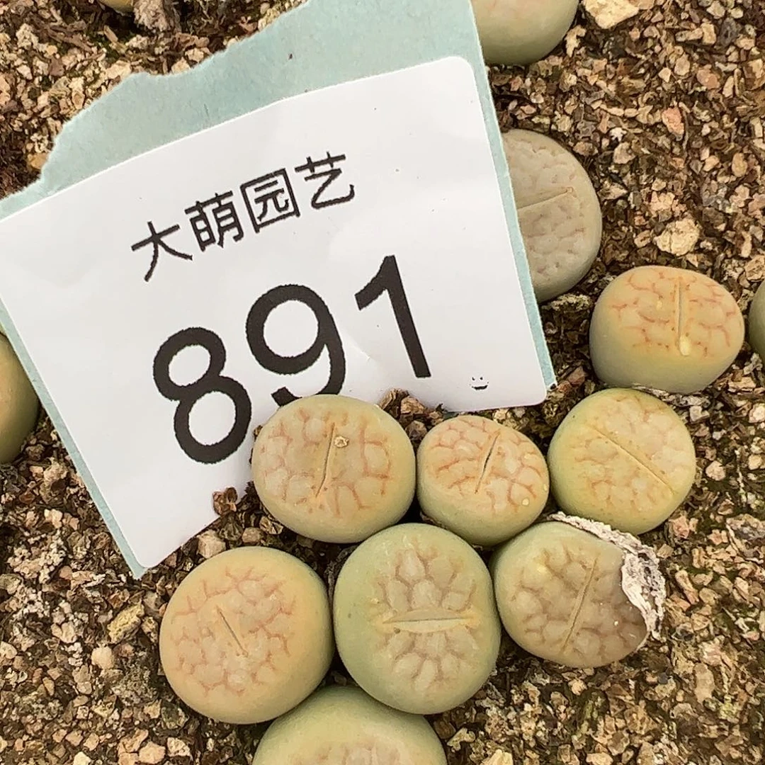 量拍黄绿富贵3颗一组891