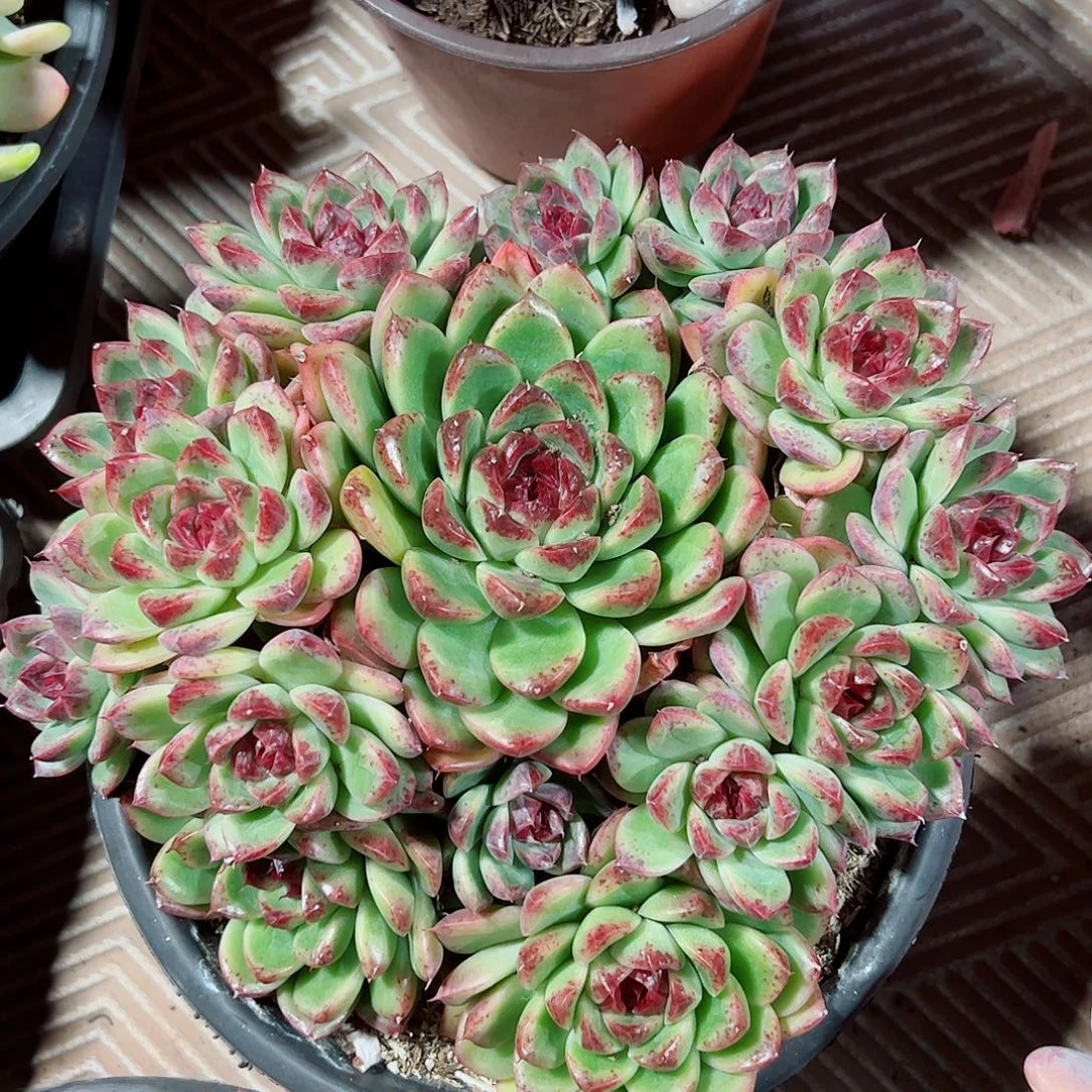 水晶杂大群，一物一拍