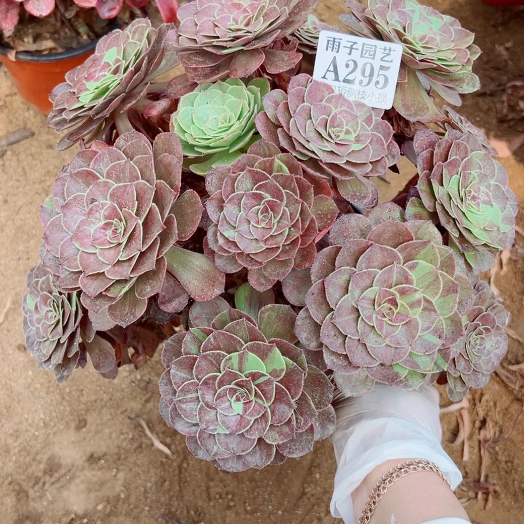 295花夜叶尺寸28左右
