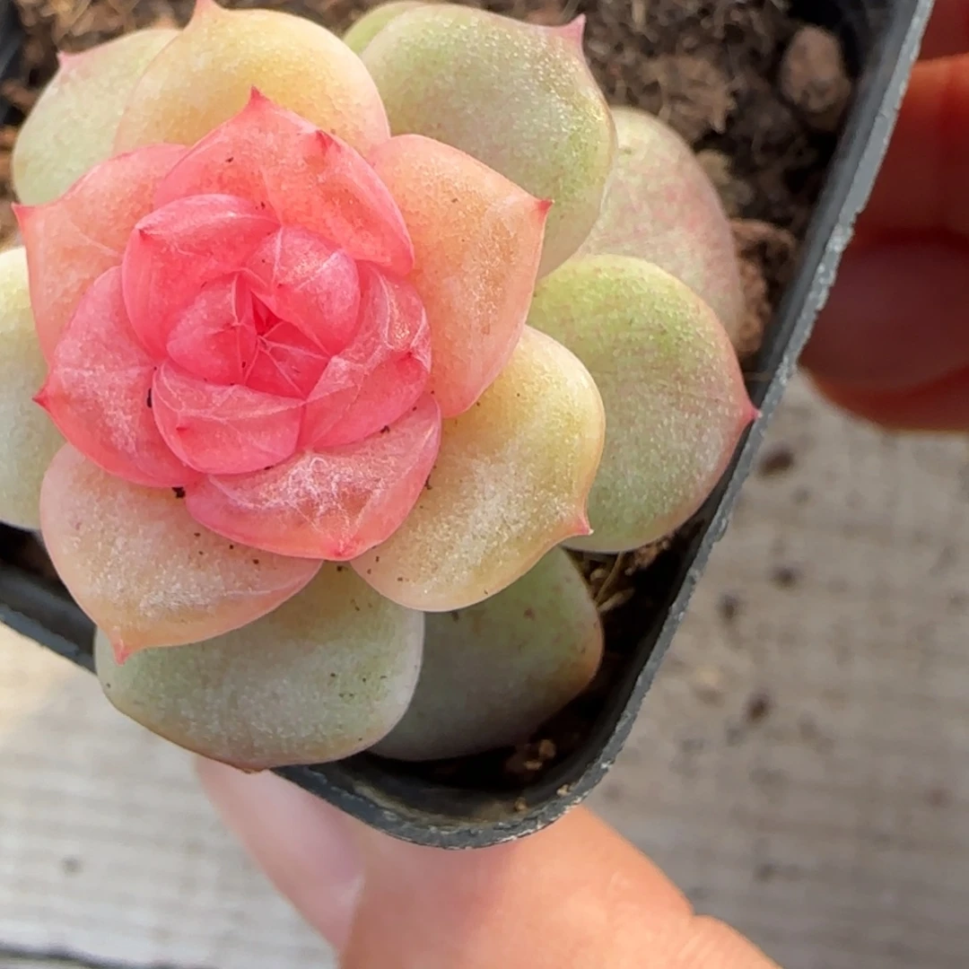 九重紫叶子一个满25包邮