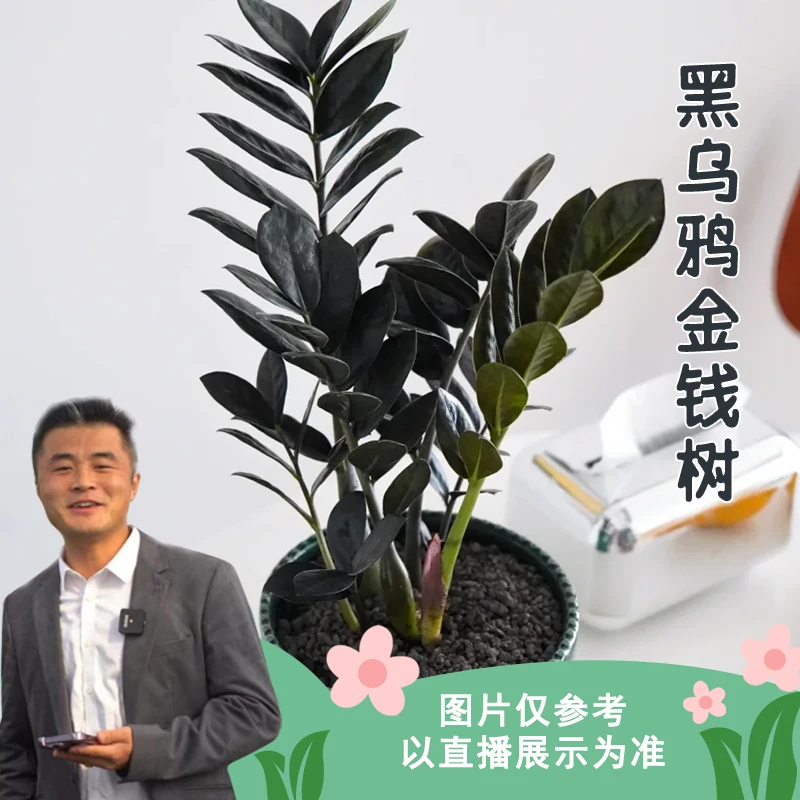 黑乌鸦金钱树观叶植物盆栽地栽室内盆景桌面美化
