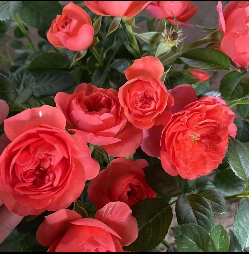 【西哥】【彩虹阳台】+【二乔】阳台室内外星花怒放绿植盆栽