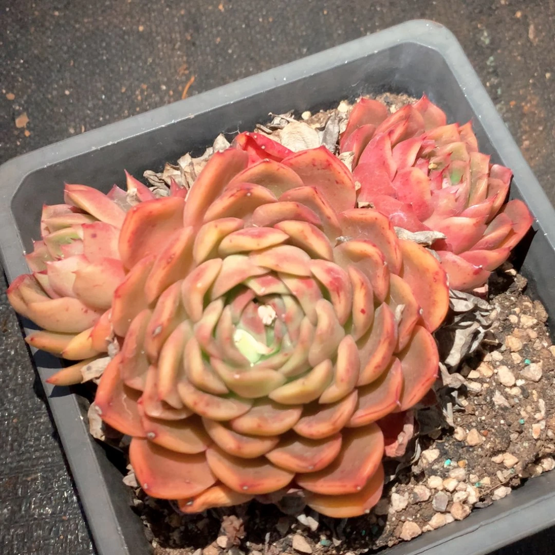 4441杂交多肉植物基地