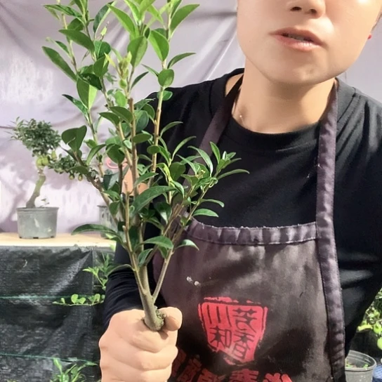 无花朵万年青葫芦。