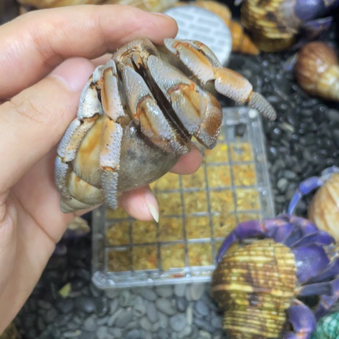 十***.寄居蟹寄居蟹寄居蟹