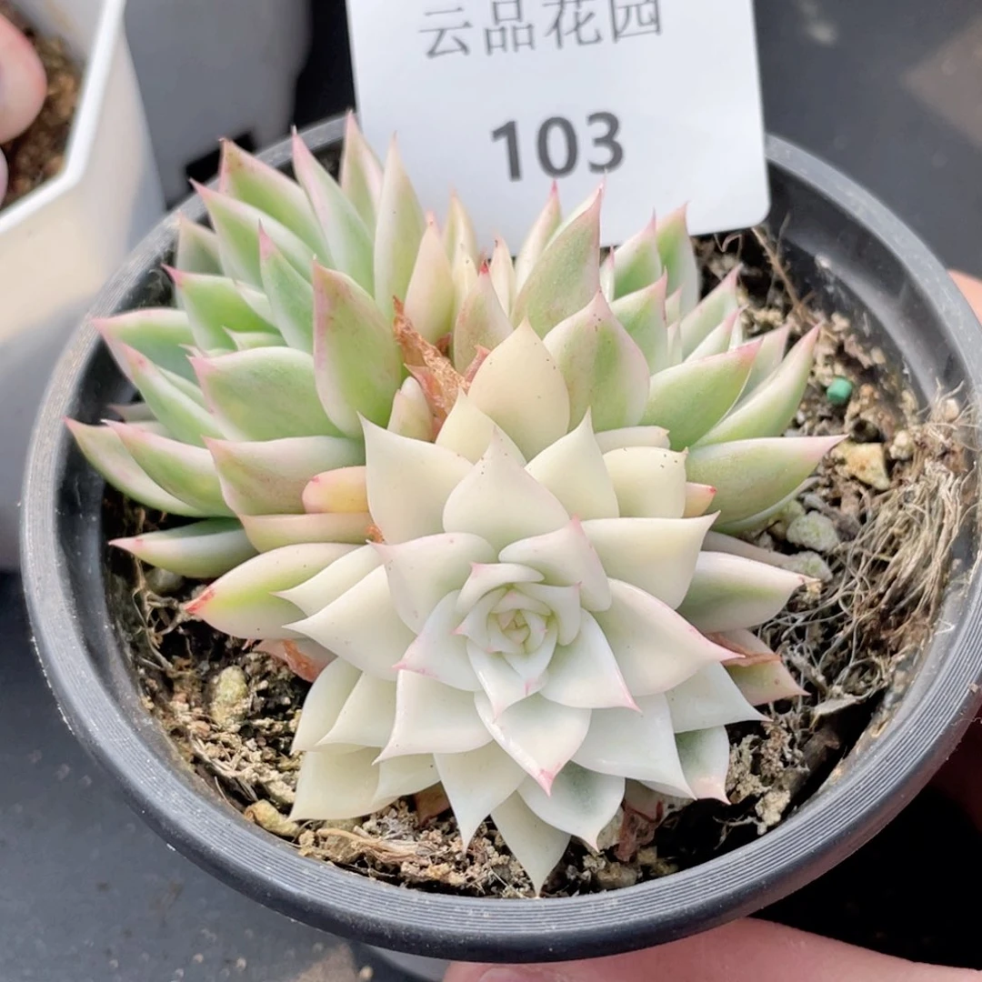 103号糖心冰心珍妮 蝴蝶飞锦
