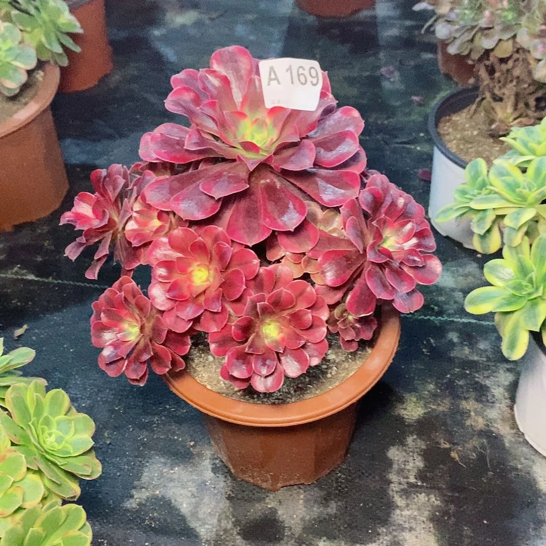 美杜莎169多肉11111