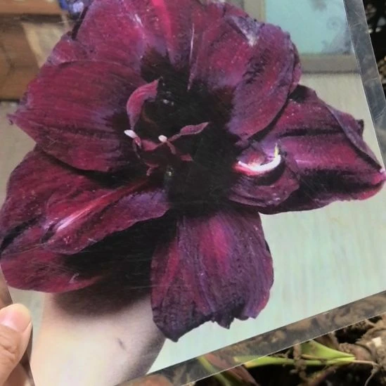 当前无花栽培后可以开花绣球6厘米裸根球