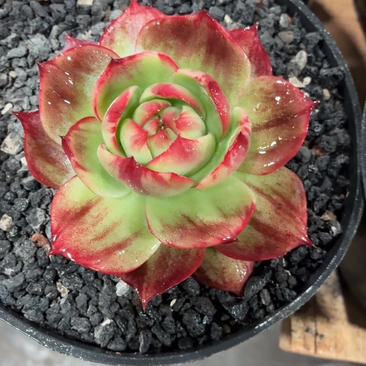 多肉植物惊鸿仙子