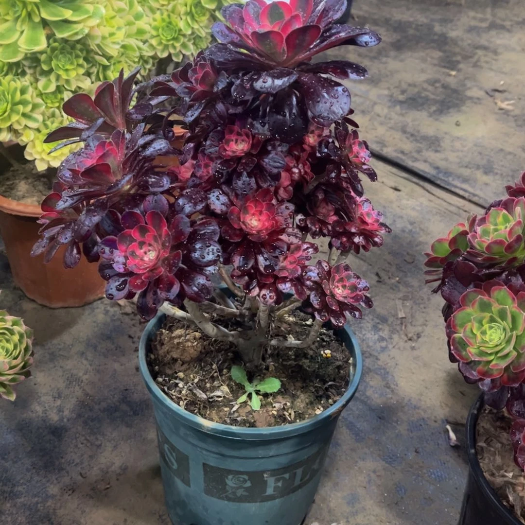 可*多肉821香奈尔法师