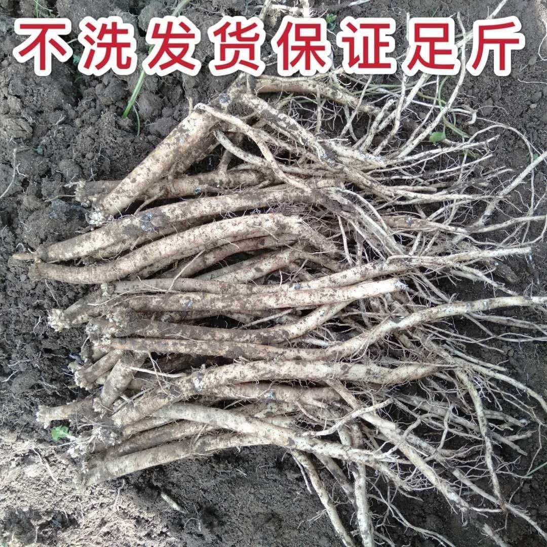 党参甘肃现挖白条党参煲汤炖肉佳品原产地直发包邮