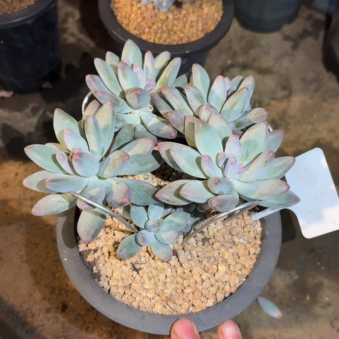 弗奈布877777777777777777