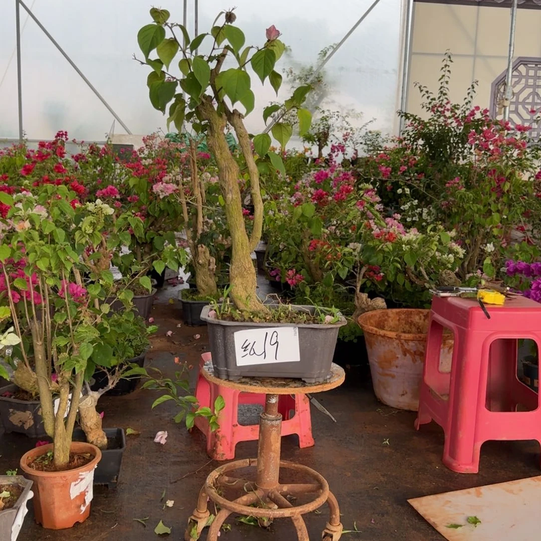 大部分花苞少量开放绿樱 19
