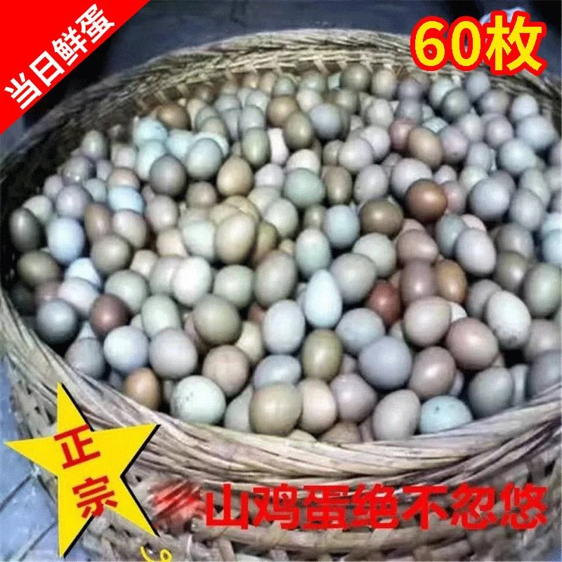 60枚正宗七彩山鸡蛋 新鲜现捡现发 破损包赔