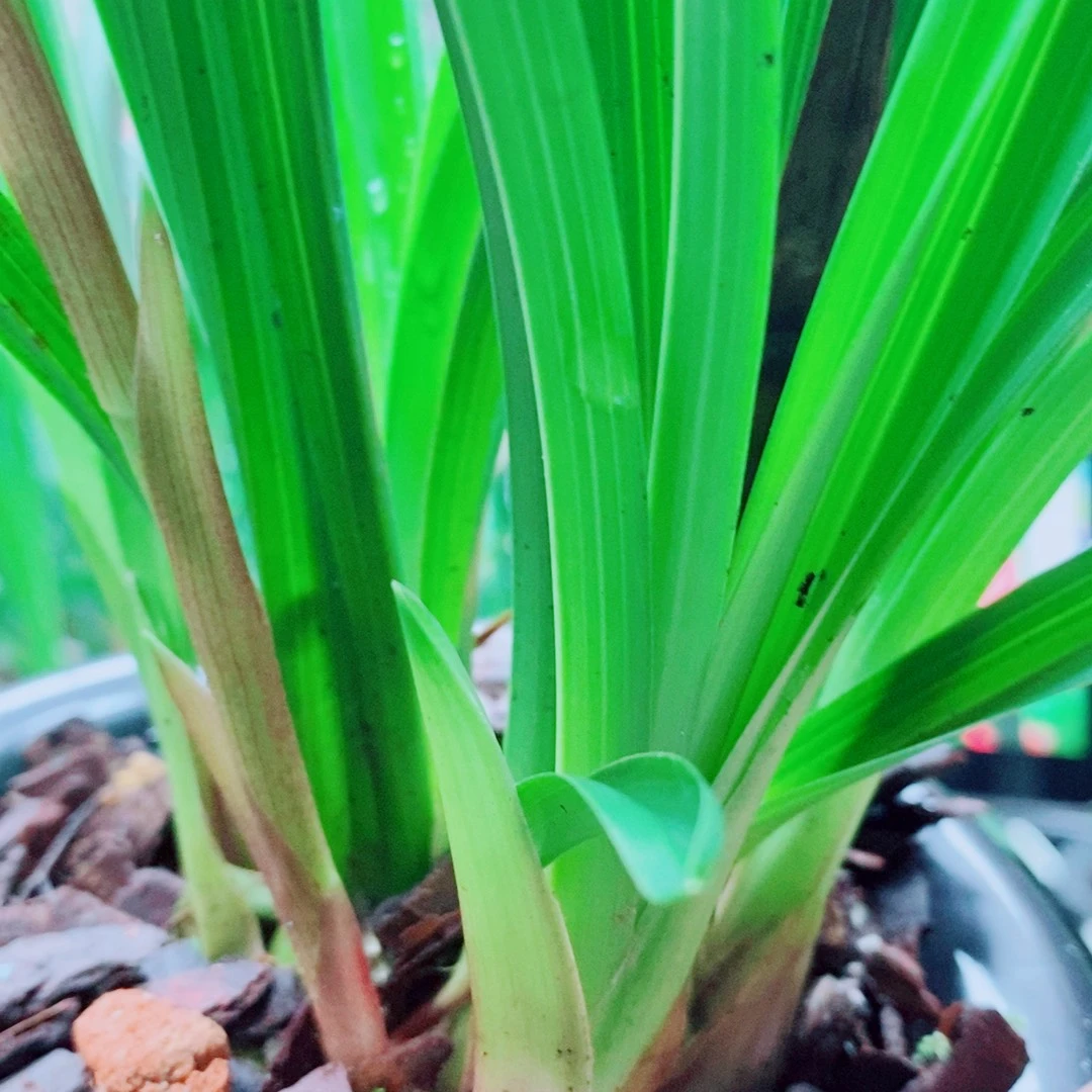 当前无花栽培后可以开花