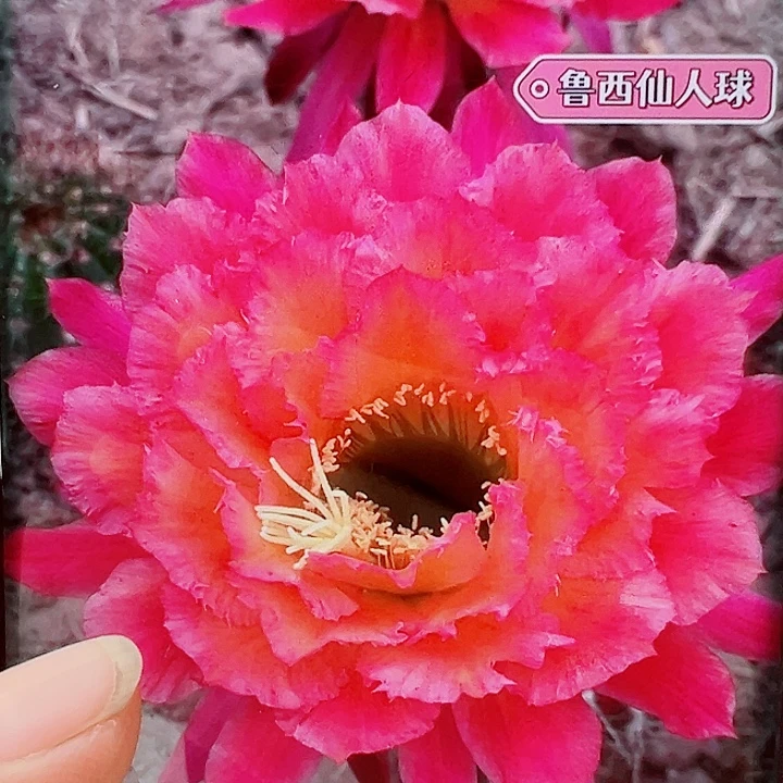 毛花柱牛牛侧芽拍一发二