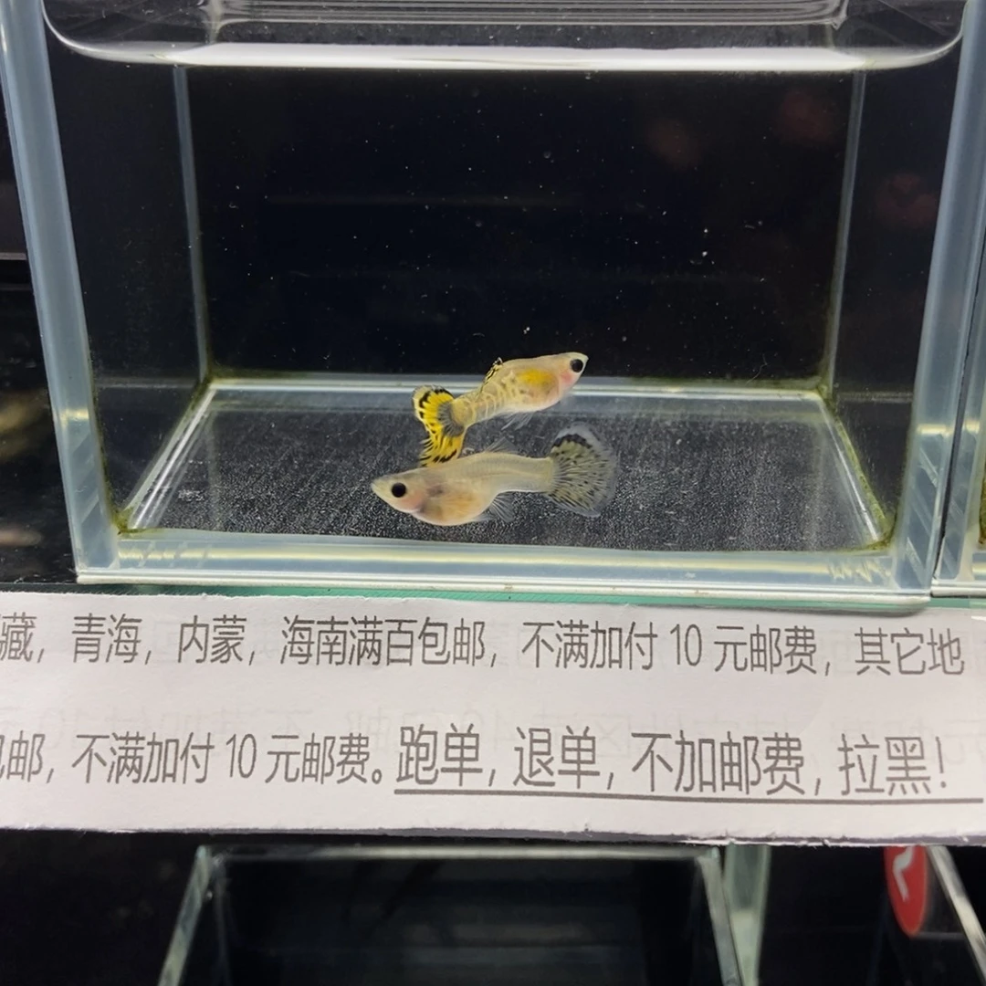 孔雀鱼玻璃猫小蜜蜂孔雀鱼