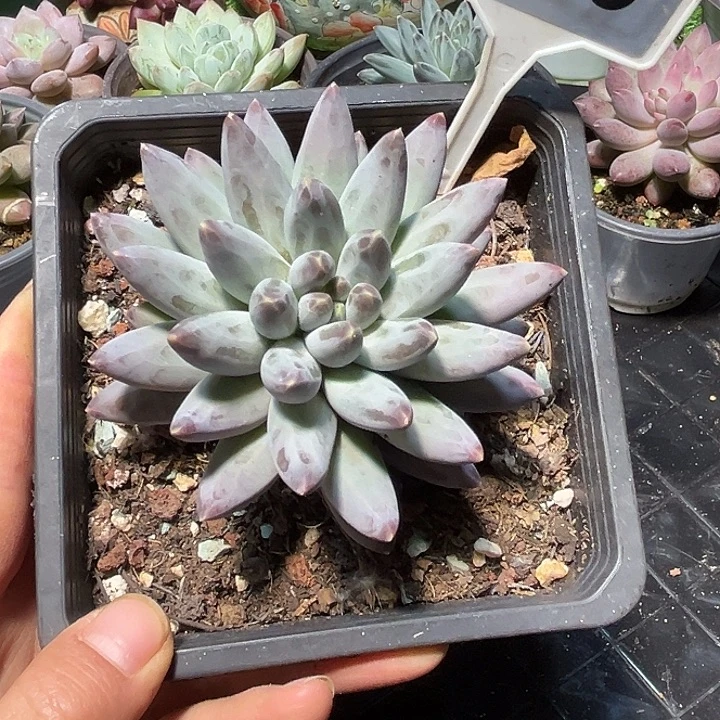 姜子牙多肉植物683