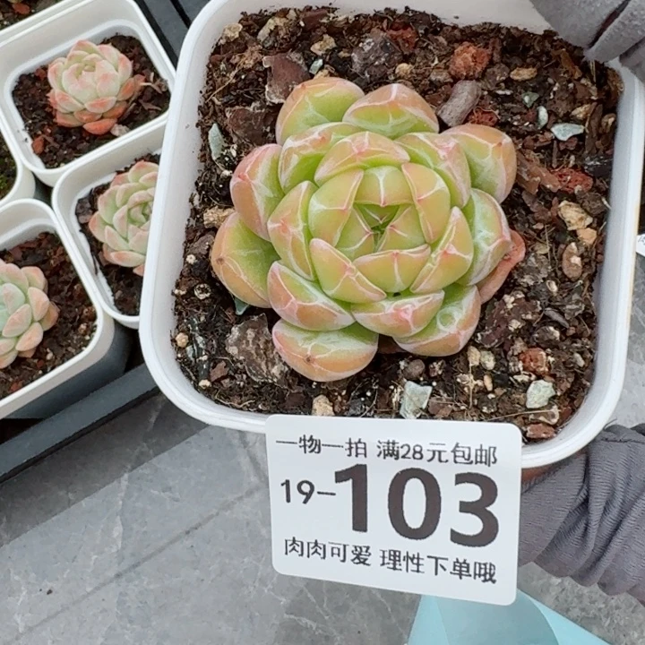雪花珍妮无盆土发货多肉多肉无