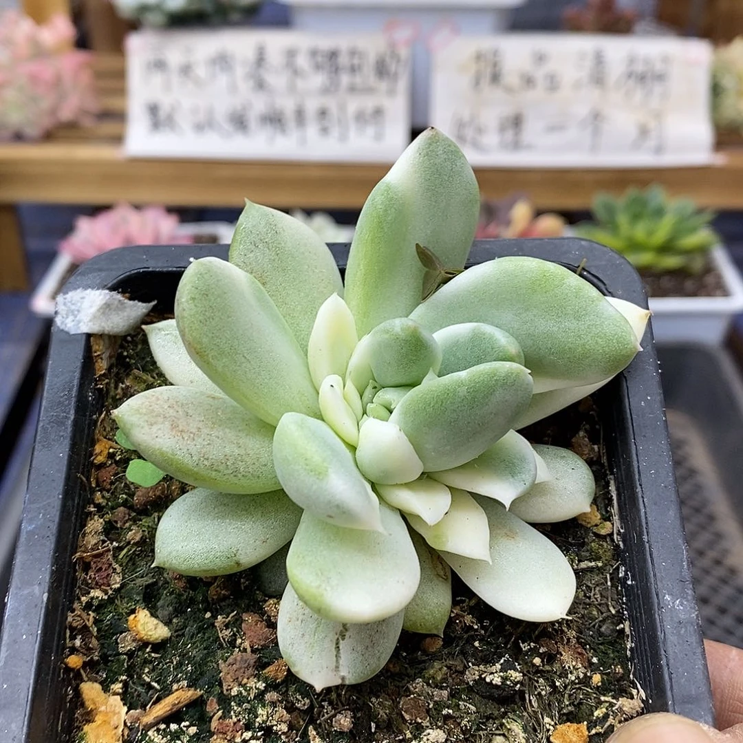 渡**音2719 冰魂锦变异