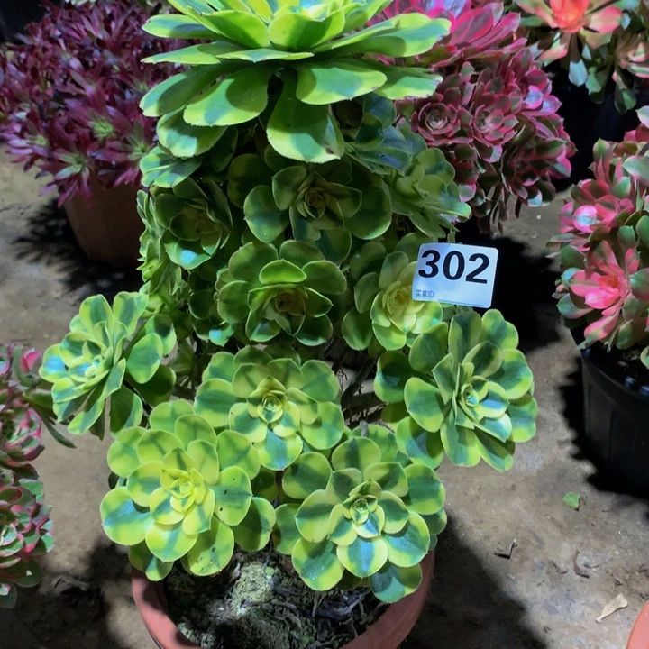 彩***红无花朵保时捷302000000