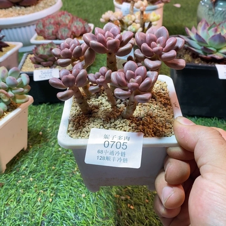 0705啊啊啊啊啊啊啊啊