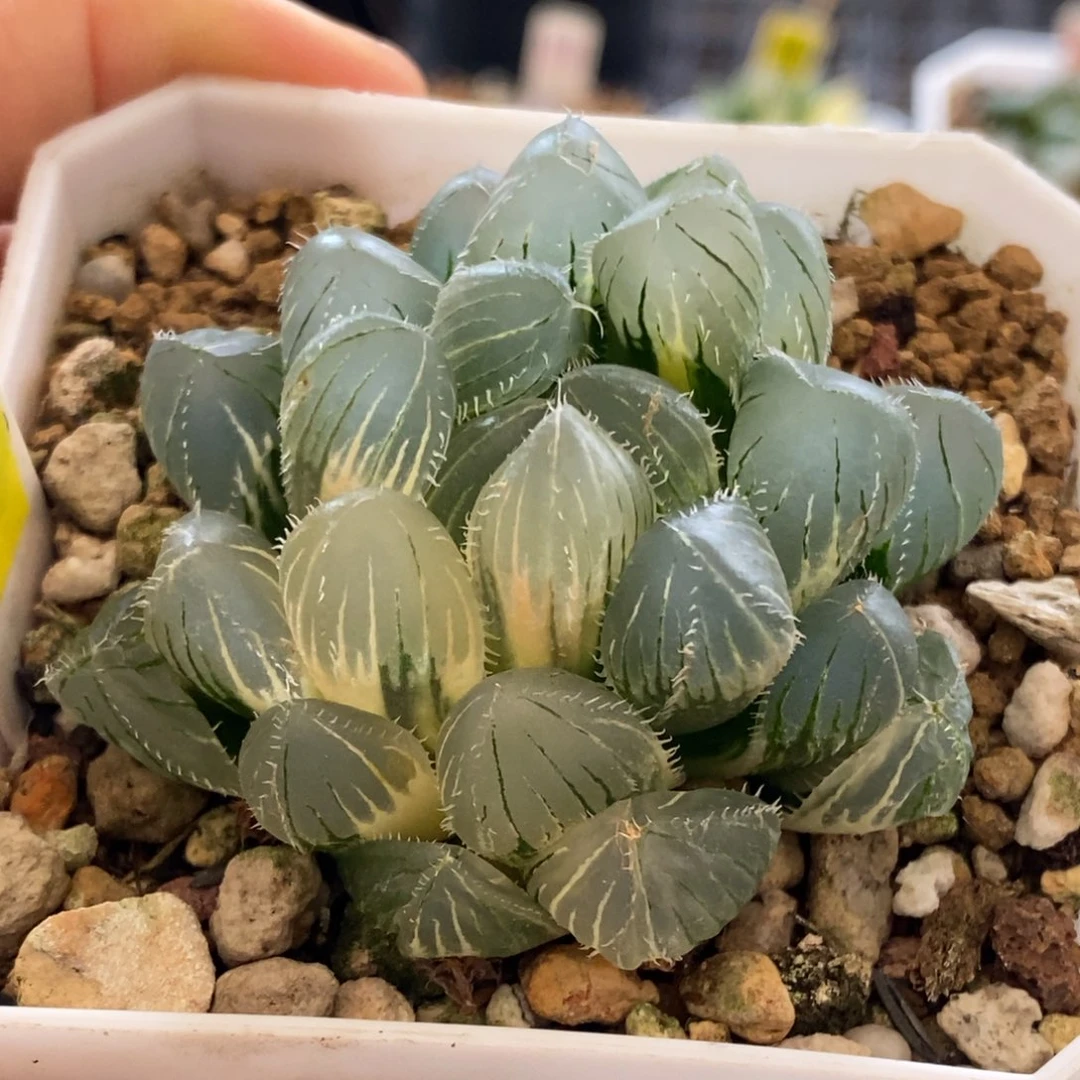 418号实生玉露锦带盆