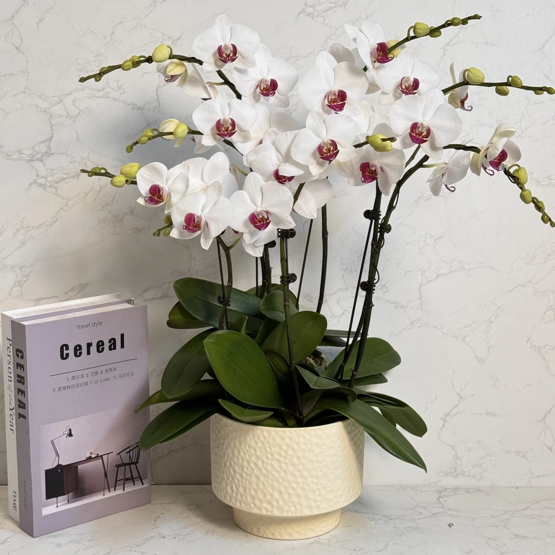 多彩优选（红眸）欧品白色清新蝴蝶兰鲜花室内送礼高端花卉