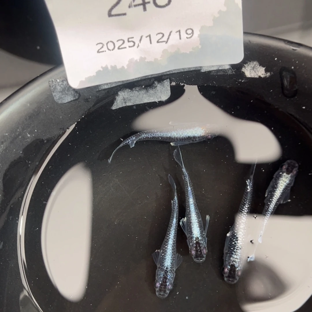 青鳉鱼248午夜裙摆五尾